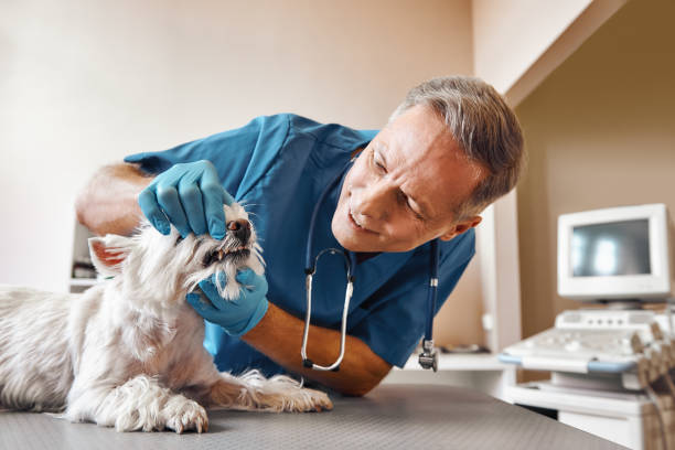 Best Emergency Care for Gum Disease in Combee Settlement, FL